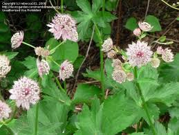 Image result for Astrantia majon `Abbey Road`
