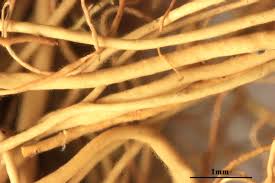 Attēlu rezultāti vaicājumam “Bryoria capillaris”