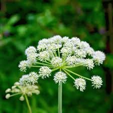 Attēlu rezultāti vaicājumam “Cicuta virosa leaf”