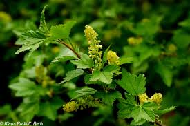 Attēlu rezultāti vaicājumam “Ribes alpinum”