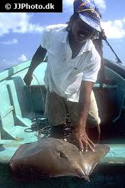 Image result for Hypanus americanus