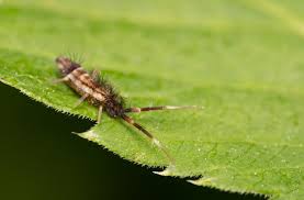 Attēlu rezultāti vaicājumam “Orchesella flavescens”