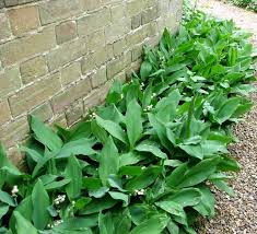 Attēlu rezultāti vaicājumam “Convallaria majalis leaf”