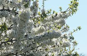 Attēlu rezultāti vaicājumam “Prunus avium flower”