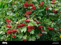 Attēlu rezultāti vaicājumam “Viburnum opulus fruit”