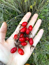 Attēlu rezultāti vaicājumam “Rosa subcanina fruit”