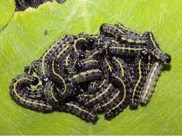 Attēlu rezultāti vaicājumam “Orthosia miniosa”