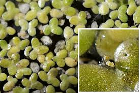 Attēlu rezultāti vaicājumam “Lemna minor”