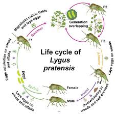 Attēlu rezultāti vaicājumam “Lygus pratensis”