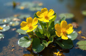Attēlu rezultāti vaicājumam “Caltha palustris leaf”