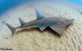 Image result for Rhynchobatus australiae