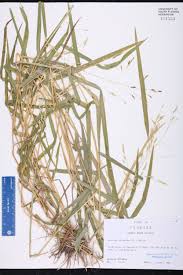 Attēlu rezultāti vaicājumam “Leersia oryzoides”