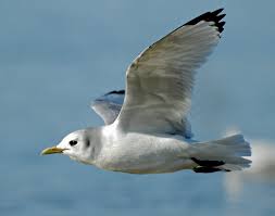 Attēlu rezultāti vaicājumam “Rissa tridactyla adult”