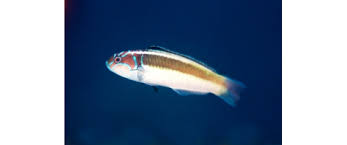 Image result for Scarus zelindae