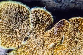 Attēlu rezultāti vaicājumam “Pseudomerulius aureus”