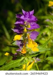 Attēlu rezultāti vaicājumam “Melampyrum nemorosum”