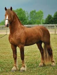 Image result for chestnut friesian