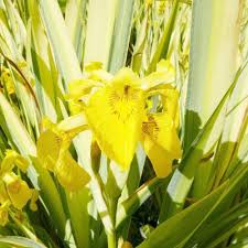 Attēlu rezultāti vaicājumam “Iris pseudacorus”