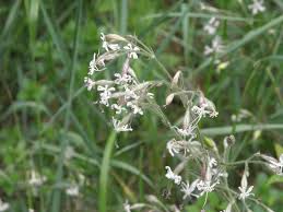 Attēlu rezultāti vaicājumam “Silene nutans flower”