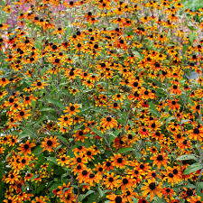 Attēlu rezultāti vaicājumam “Collaria rubens stalked”