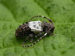 Attēlu rezultāti vaicājumam “Pogonocherus hispidulus”