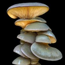 Attēlu rezultāti vaicājumam “Panellus serotinus”