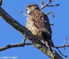 Image result for Falco columbarius