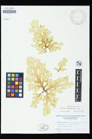 Attēlu rezultāti vaicājumam “Dictydiaethaliaceae”