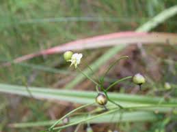 Attēlu rezultāti vaicājumam “Dianemataceae”