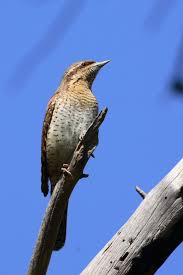 Image result for Jynx torquilla