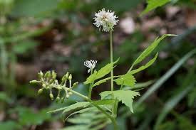 Attēlu rezultāti vaicājumam “Actaea spicata flower”