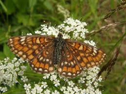 Attēlu rezultāti vaicājumam “Euphydryas maturna upperside”