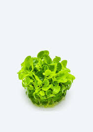 Attēlu rezultāti vaicājumam “Elatine hydropiper leaf”