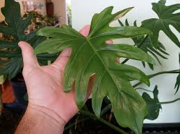 Attēlu rezultāti vaicājumam “Diderma radiatum”