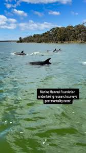 Image result for Ilfracombe Orcas Octopush Club