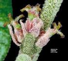 Flowering Plant Families, UH Botany