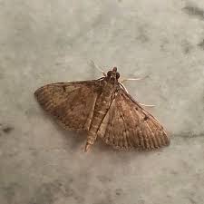 Attēlu rezultāti vaicājumam “Platyptilia sp.”