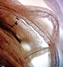 Attēlu rezultāti vaicājumam “Stemonitis herbatica stalked”