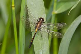 Attēlu rezultāti vaicājumam “Leucorrhinia caudalis male”