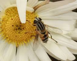 Attēlu rezultāti vaicājumam “Helophilus hybridus”