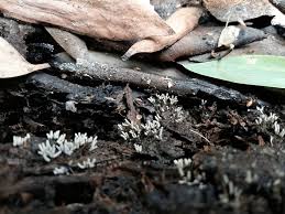 Attēlu rezultāti vaicājumam “Arcyria cinerea macro”