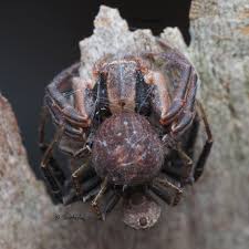 Attēlu rezultāti vaicājumam “Xysticus bifasciatus female”