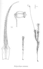 Attēlu rezultāti vaicājumam “Polytrichum commune var. perigoniale”