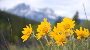 Attēlu rezultāti vaicājumam “Arnica montana”