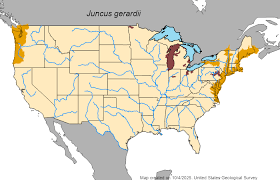 Attēlu rezultāti vaicājumam “Juncus gerardii bud”