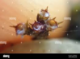 Attēlu rezultāti vaicājumam “Schistidium apocarpum macro”