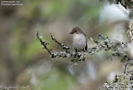 Attēlu rezultāti vaicājumam “Ficedula hypoleuca female”