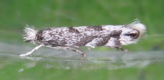 Attēlu rezultāti vaicājumam “Phyllonorycter sp.”