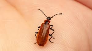 Attēlu rezultāti vaicājumam “Pyrochroidae”