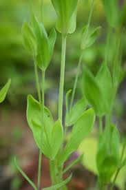 Attēlu rezultāti vaicājumam “Armeria vulgaris leaf”